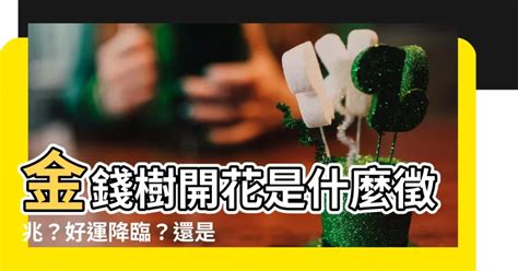 金錢樹開花好嗎|金錢樹開花是什麼預兆？你見過金錢樹開花嗎？